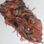 Φουλάρι με κρόσια Toi&moi 94-0162-14